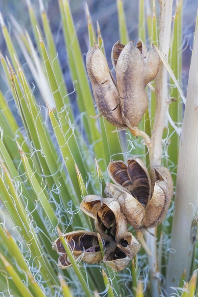 Utah, Glen Canyon A yucca plant with seed pods